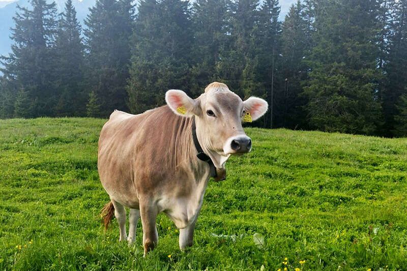 Kuh auf Birgitzer Alm